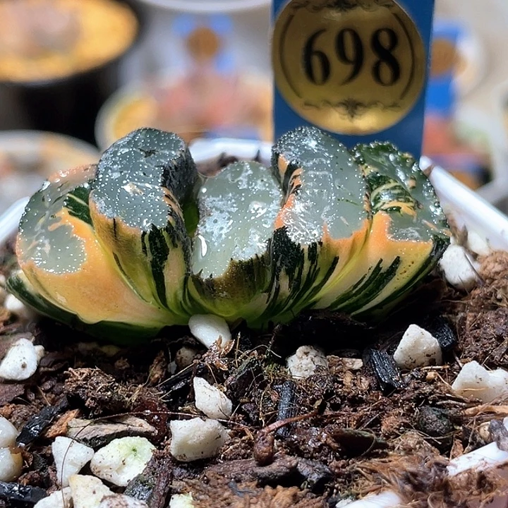 甜***心698道長錦特選福利