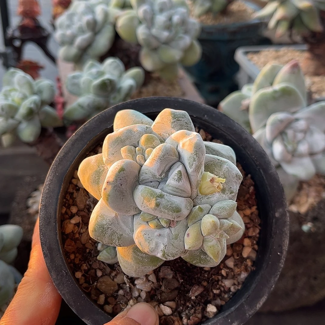 小鹿多肉一物一拍8523