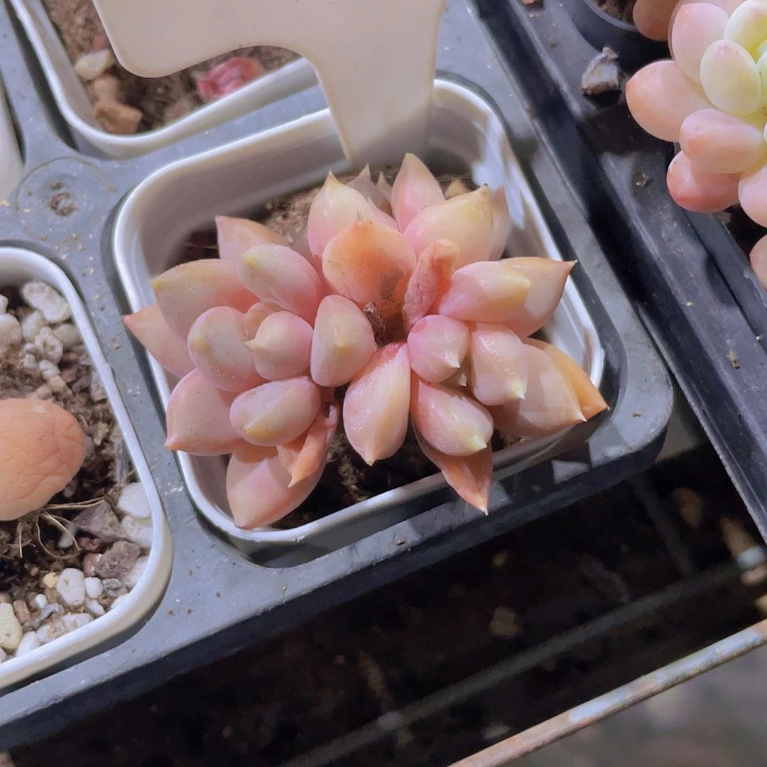 豆***爱红象牙a037一物一拍