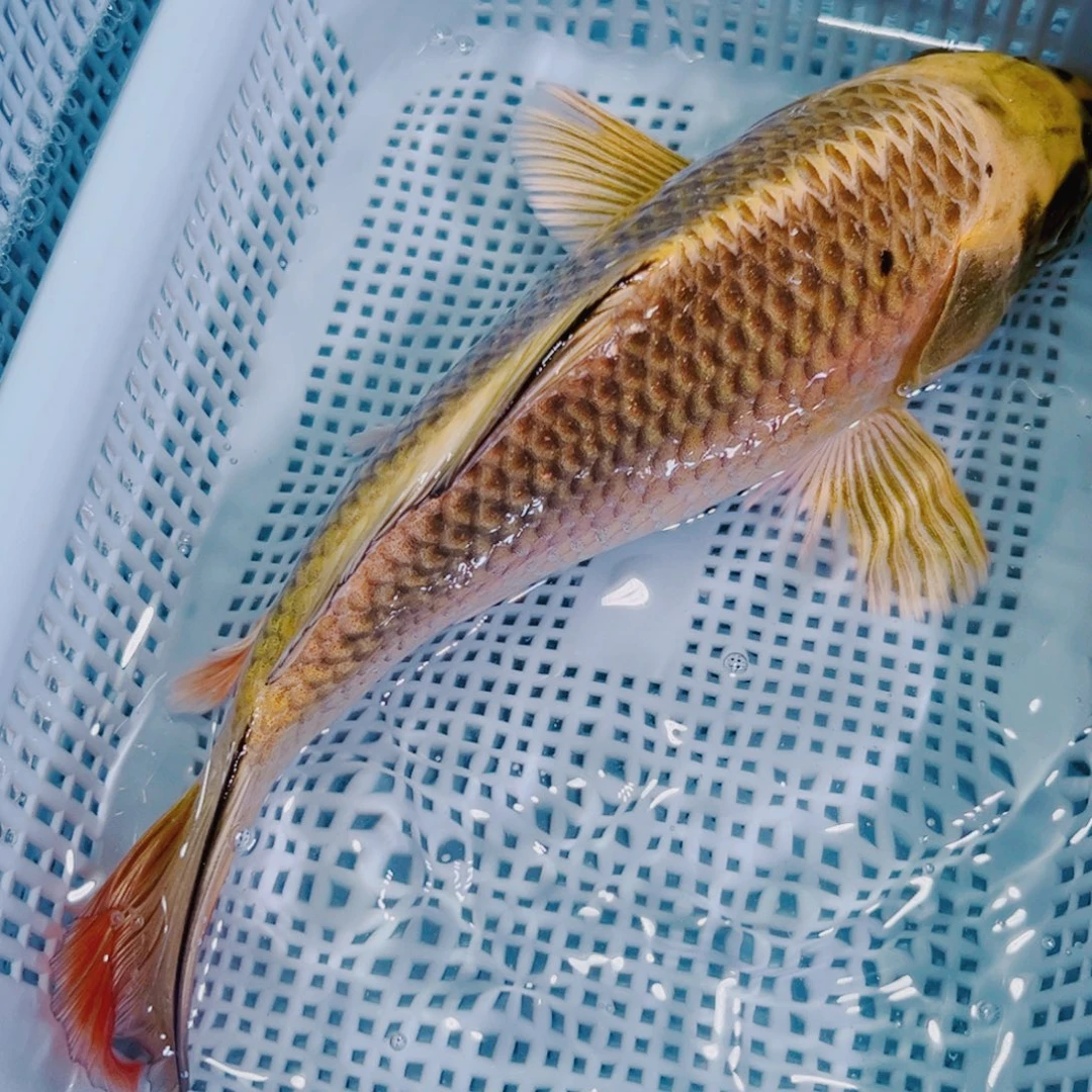 海水鱼锦鲤冷水鱼33