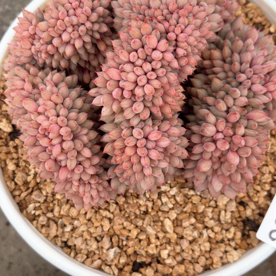 10.003红蜻蜓杂缀化