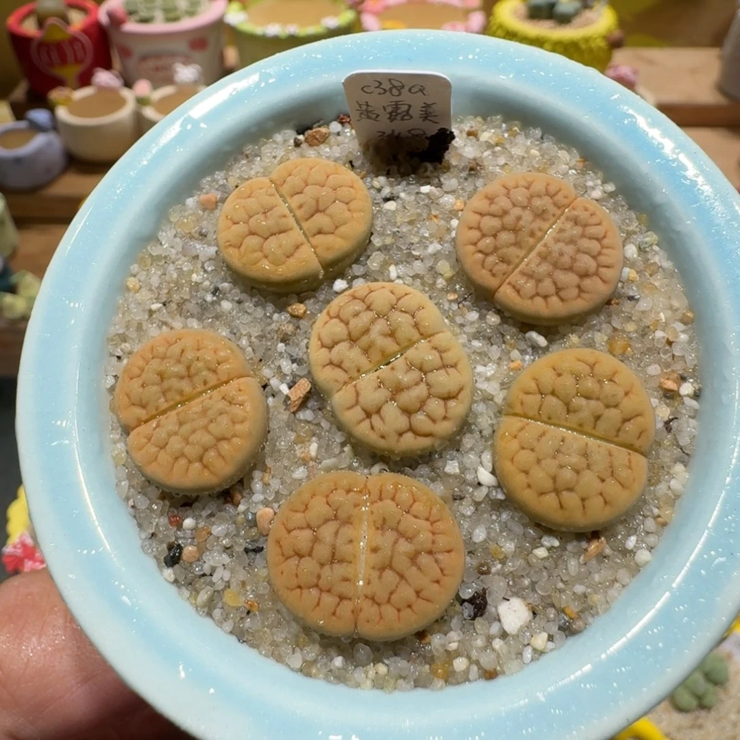 蘑菇1270黄露美多肉植物