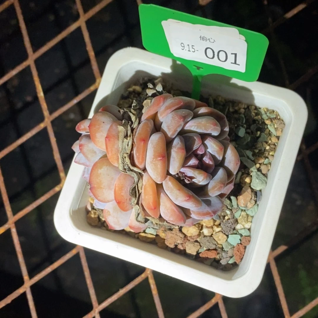 虫***醒915001多肉群多肉