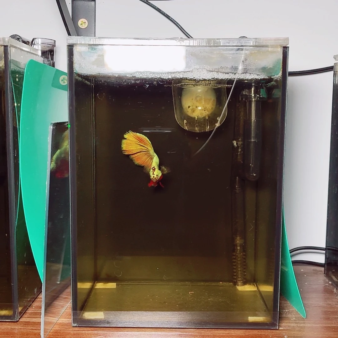 斗鱼彩金电摇半月