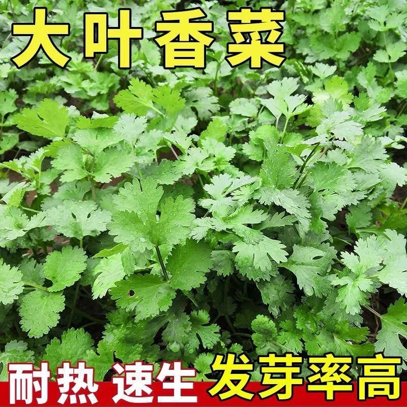 新疆包邮【四季大叶香菜种子】香菜籽四季易种阳台室内盆栽蔬菜种