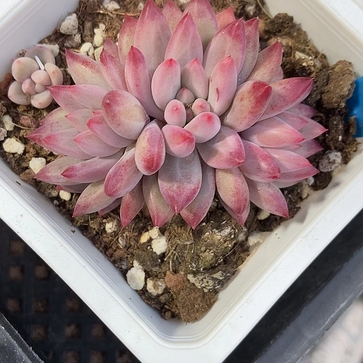 多肉植物金鱼姬904多肉