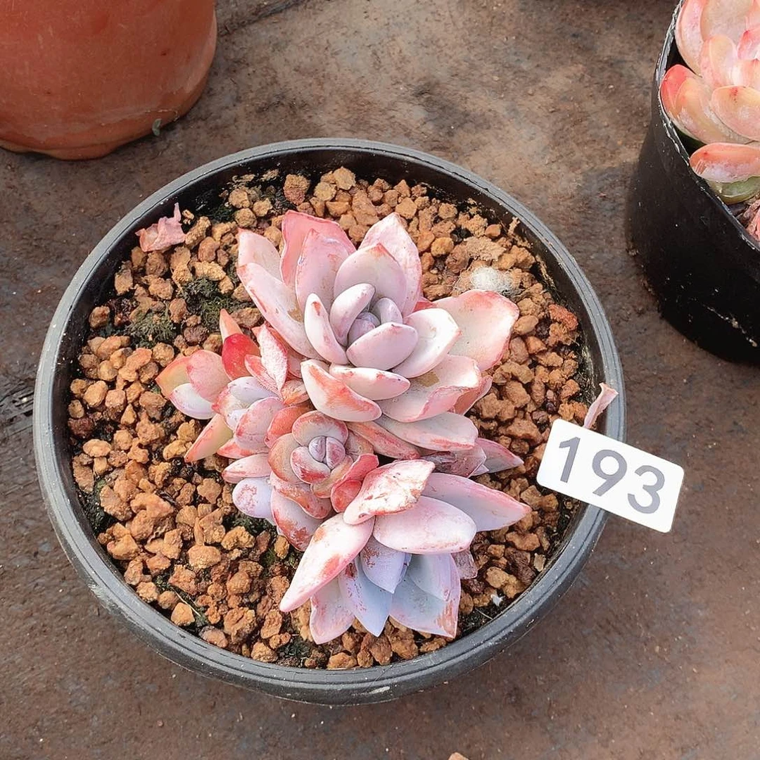 193奶茶一物一拍多肉