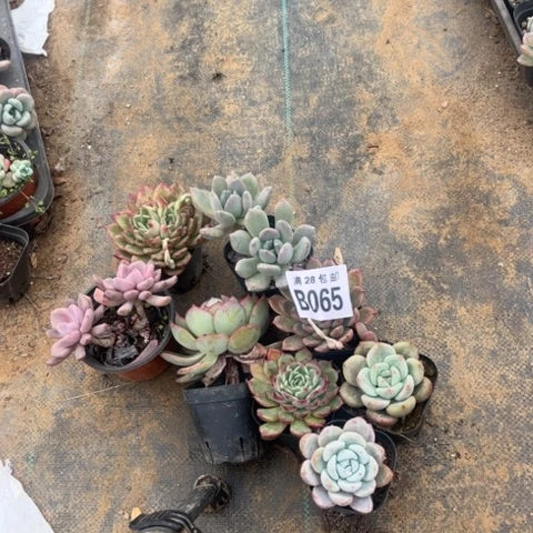 小**学065八个不包断枝