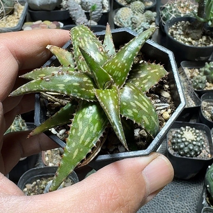 538索马里芦荟脱土发货