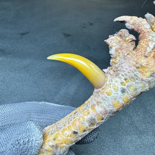 文玩鸡爪骨手把件（单只 处理好发货十天左右发货）