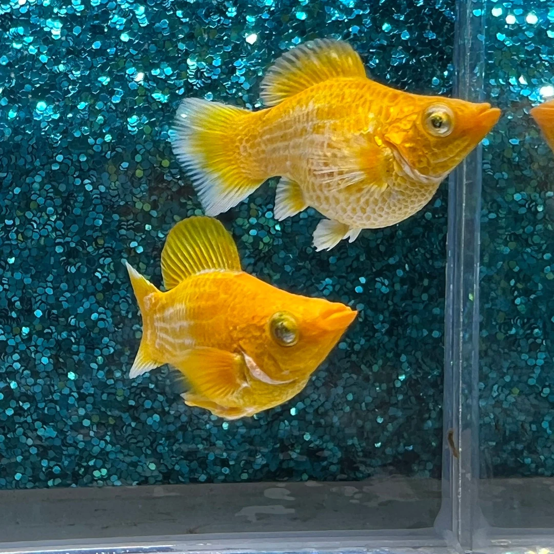 钻石眼黄金玛丽球鱼 钻石眼黄金元宝尾玛丽球鱼 无忧水族出品