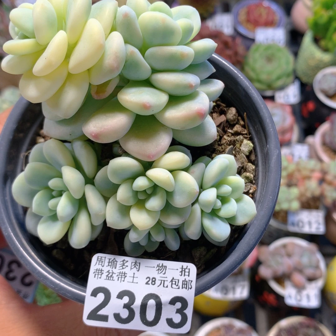精控多肉植物2203