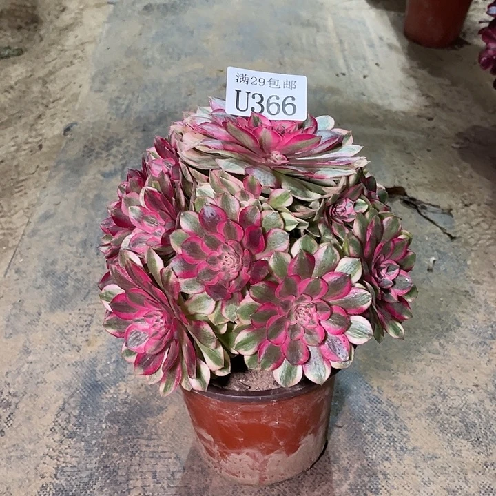 366半糖荔枝   多肉植物