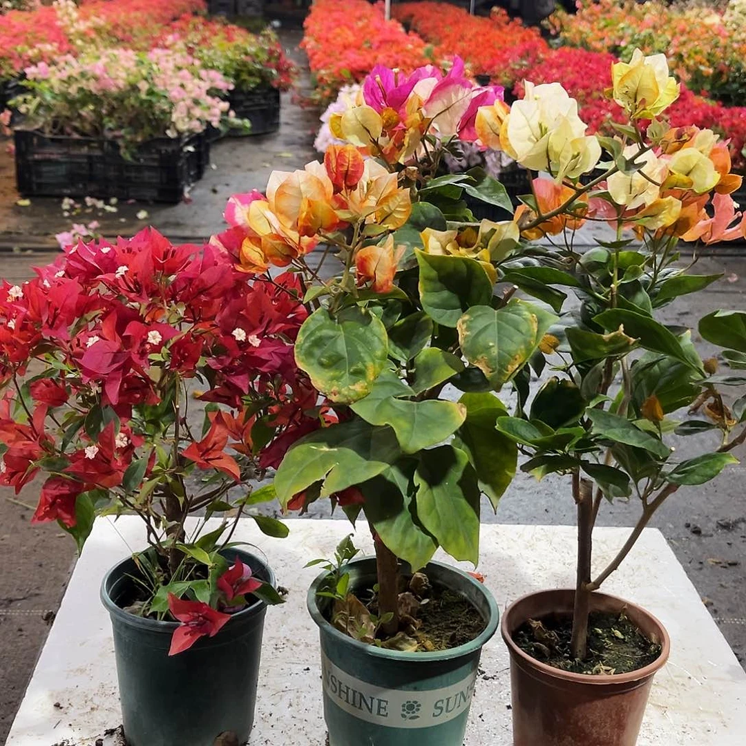 大部分花苞少量开放紫桑巴，哪吒，唐三彩