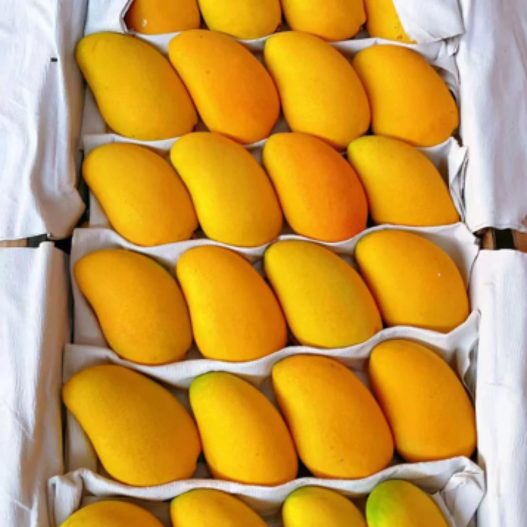 新鲜小台芒1000g