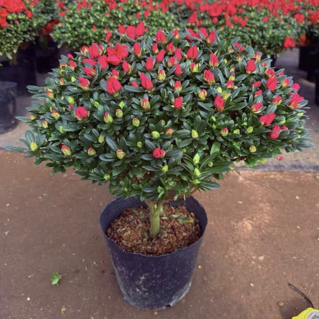 [红宝石杜鹃花]四季开花开放满树花苞开花机器杨梅红杜鹃耐寒耐热