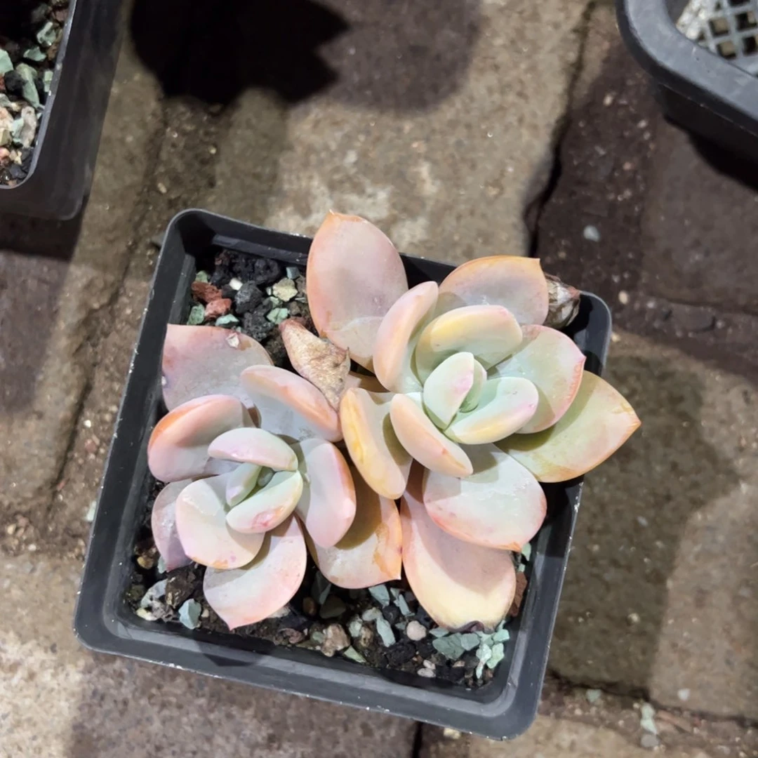 多肉植物多肉植物