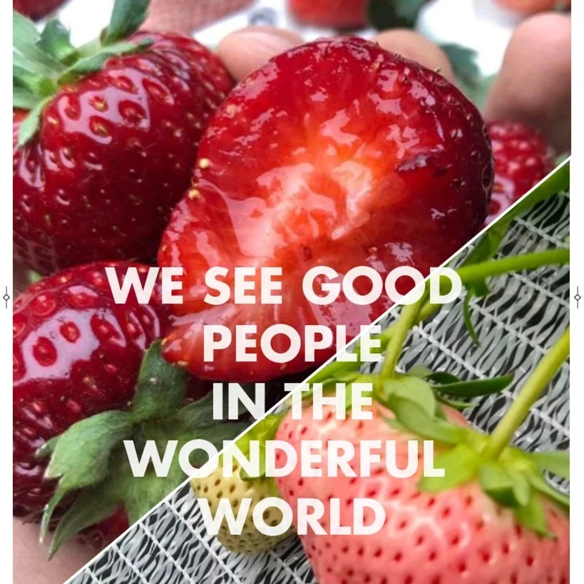 盲盒(品种不确定)确保好吃品种