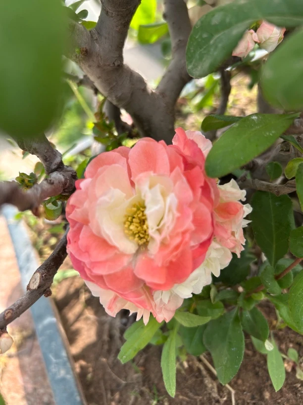 原生初心-海棠花