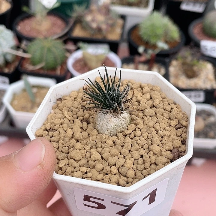 571毛叶迷你海葱，