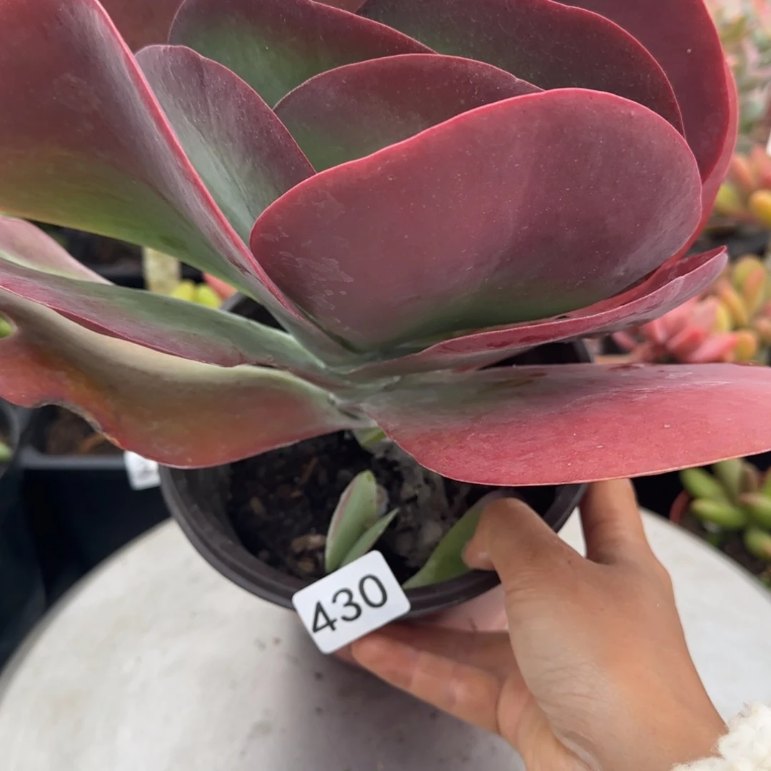 430号 一物一拍 一物一拍