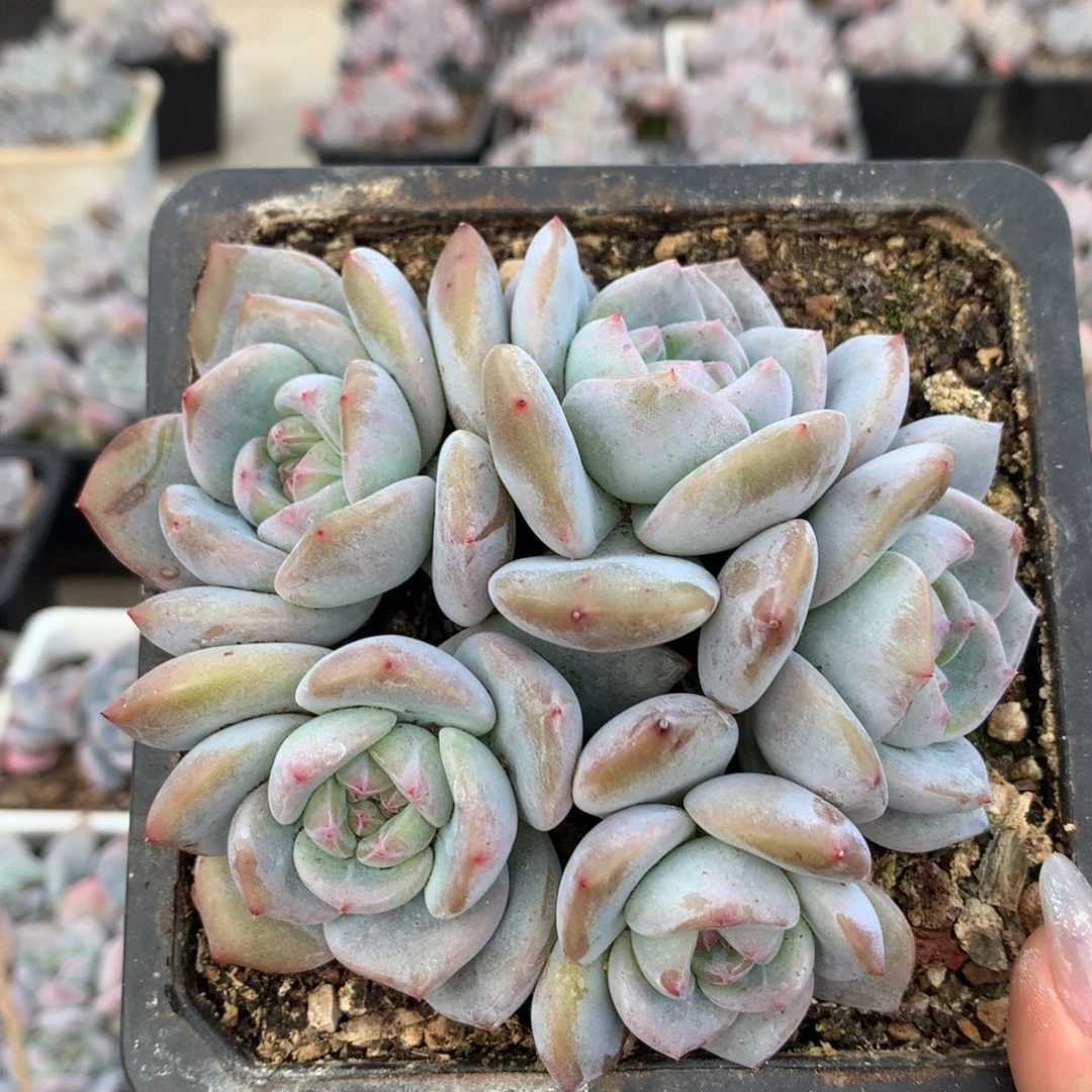 石榴籽哈哈哈哈哈哈哈