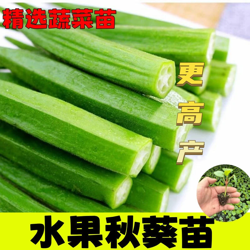 水果秋葵黄绿红秋葵苗带土球发货更耐老四季【根系发达易成活】