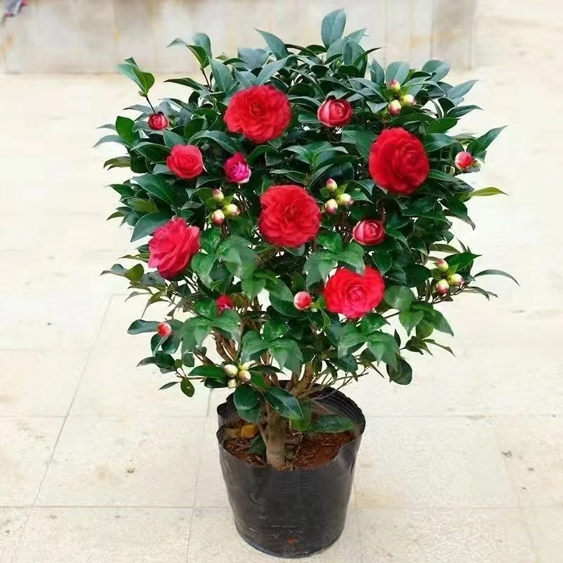 【60-70】带花苞浓香型大红赤丹茶花盆栽室内外好养耐寒绿植