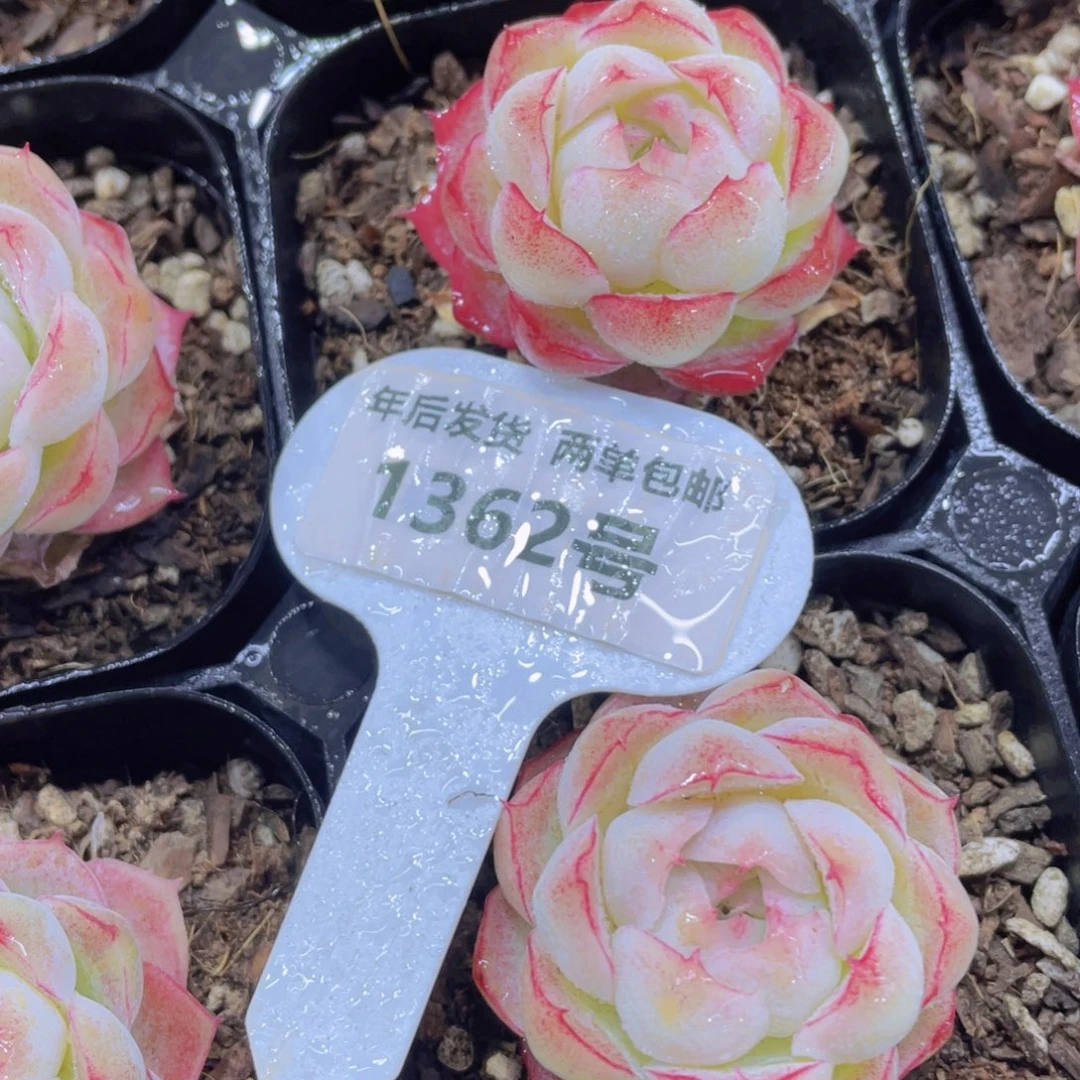 1362号桃花包包女王单头一个