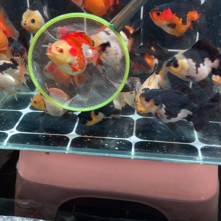金鱼玛丽金鱼链接