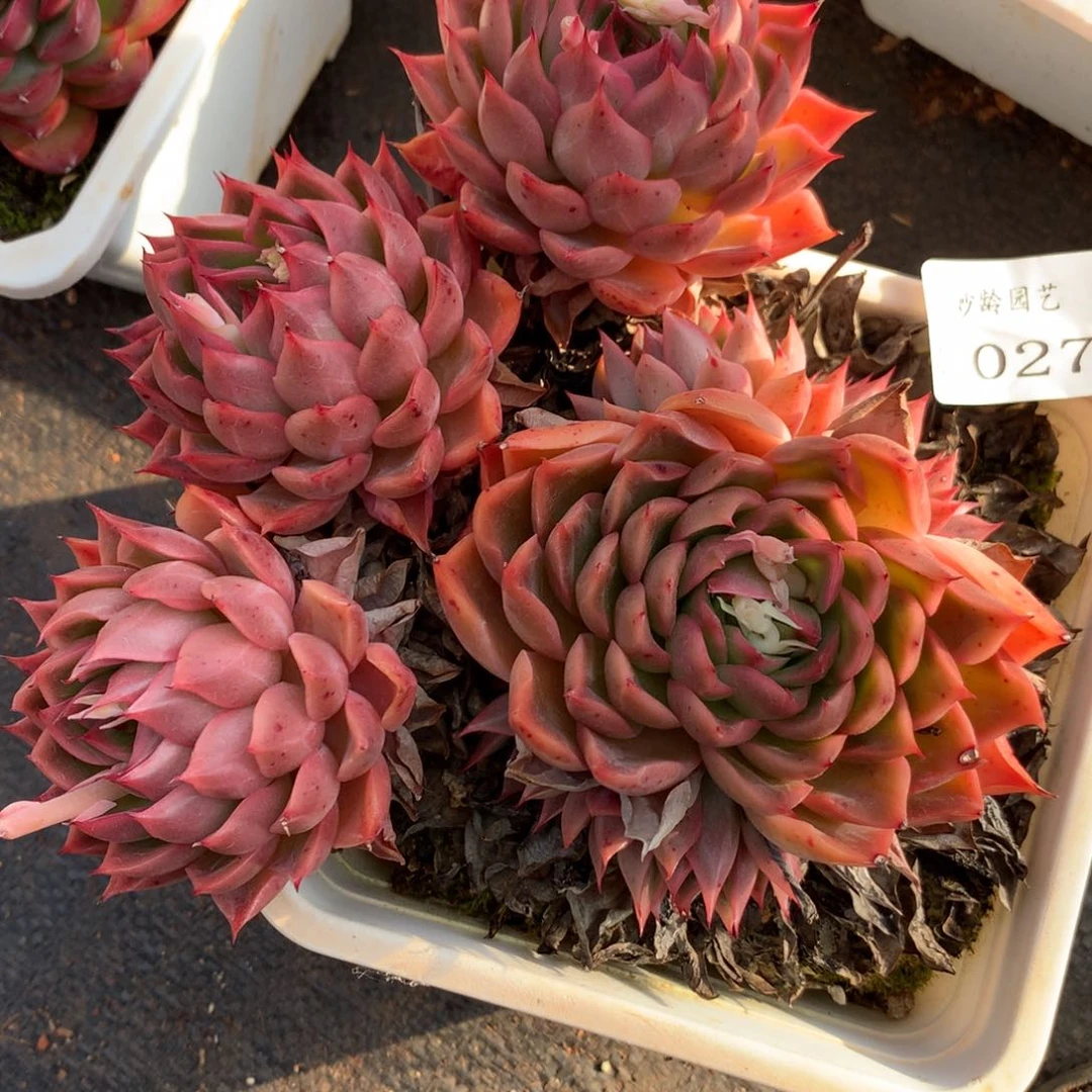 3027杂交精品基地15厘米