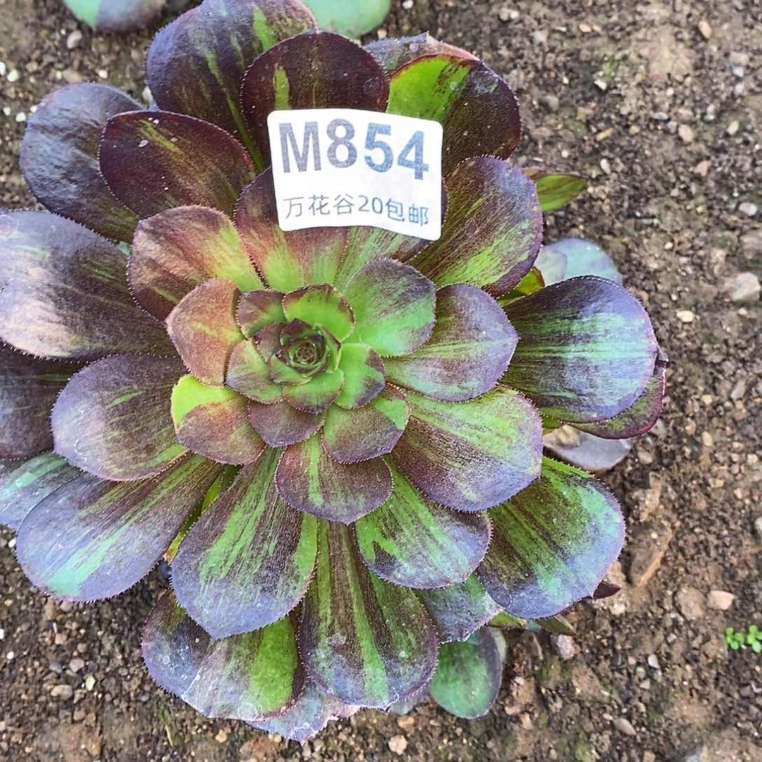 854花月夜多肉植物