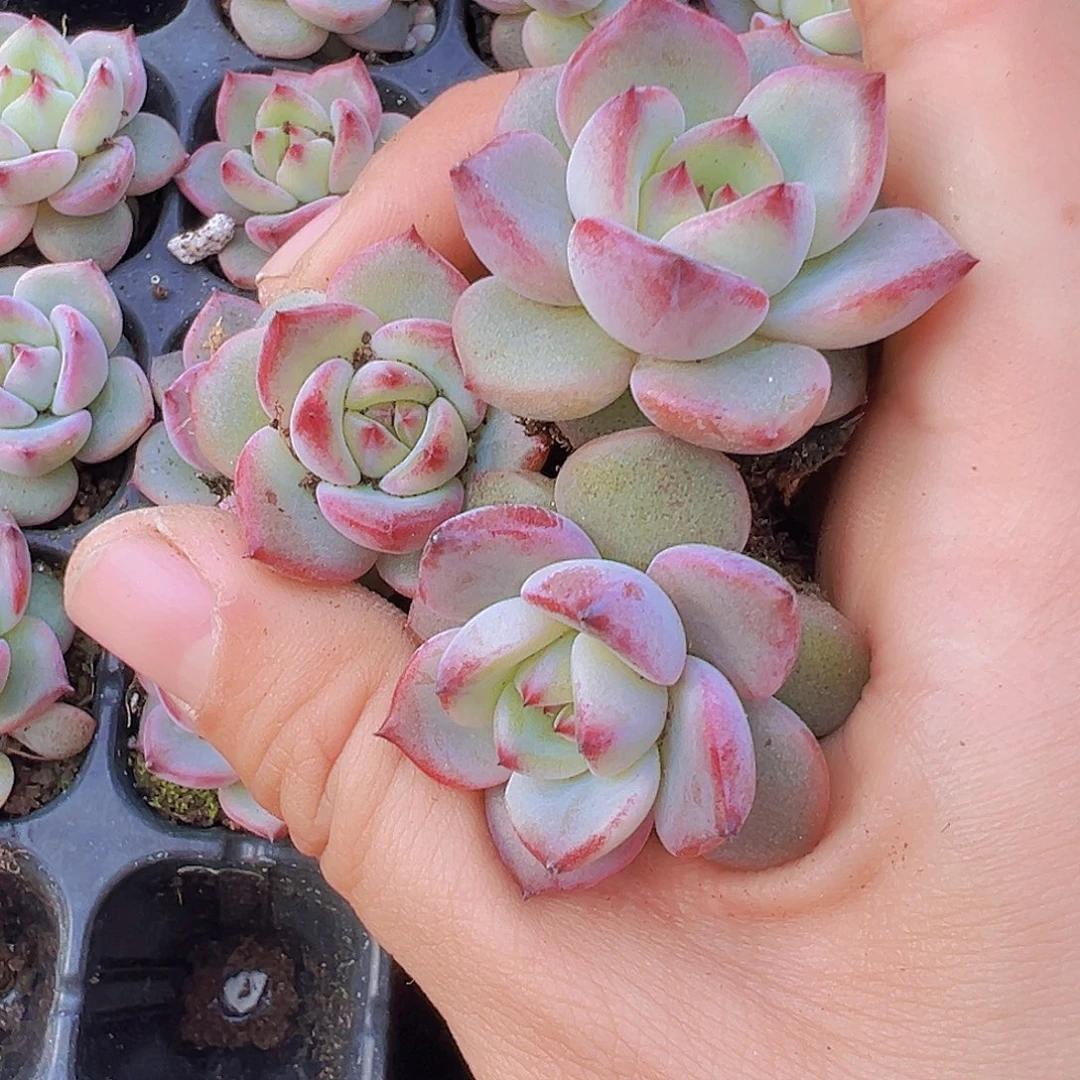 夜魔侠苗5颗19包邮多肉