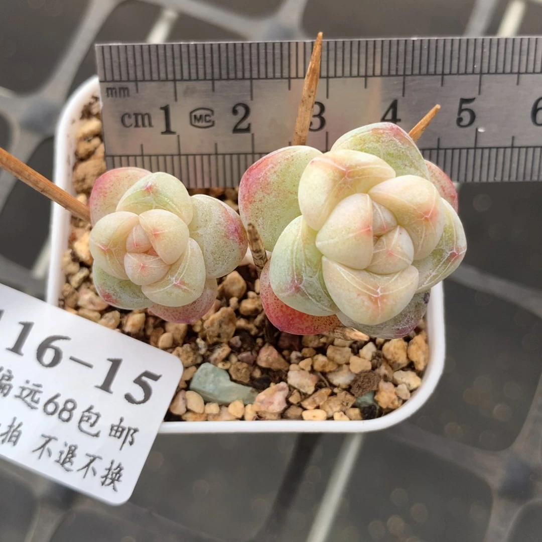 15。小腿冰玉。小脸冰玉。