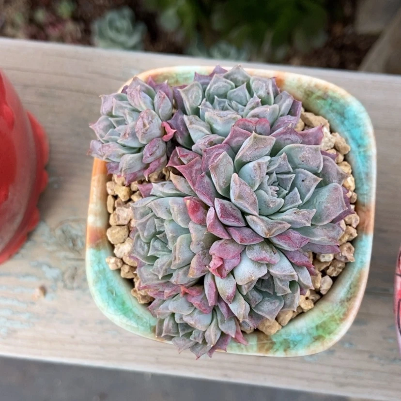 【闪购商品】瘤子群