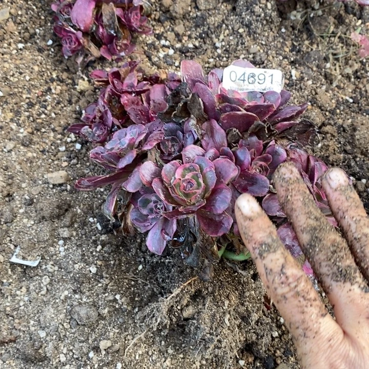 04691魅金玫瑰金多破植物