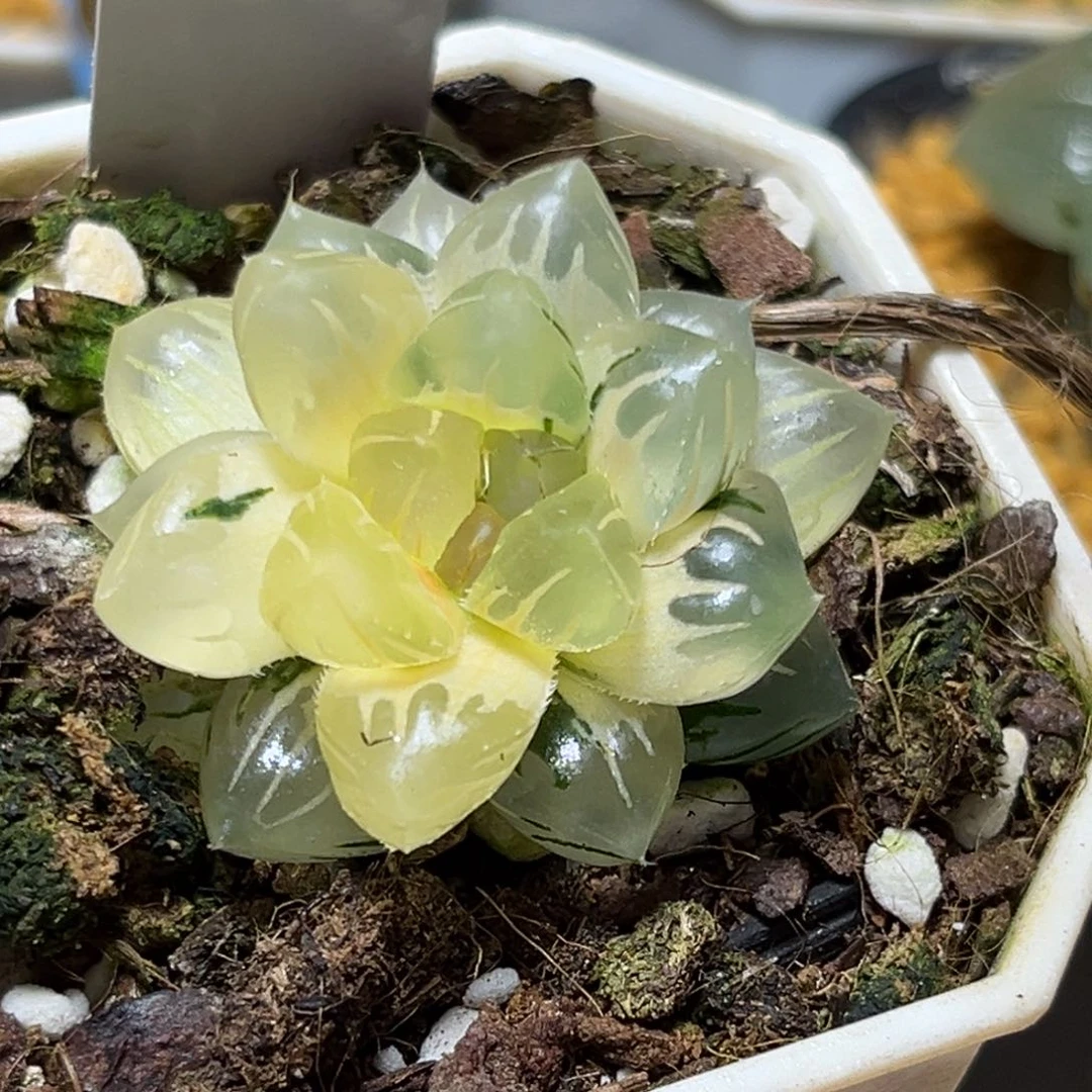 恭喜发财大吉大利0485