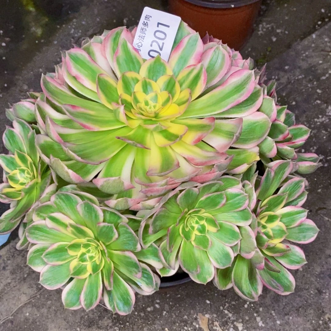 0201海王多肉植物