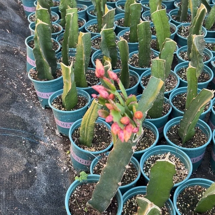 蝶***香73号037双层芒果黄色重瓣