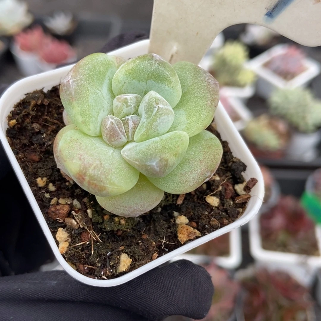 1034冰玉石化锦多肉植物