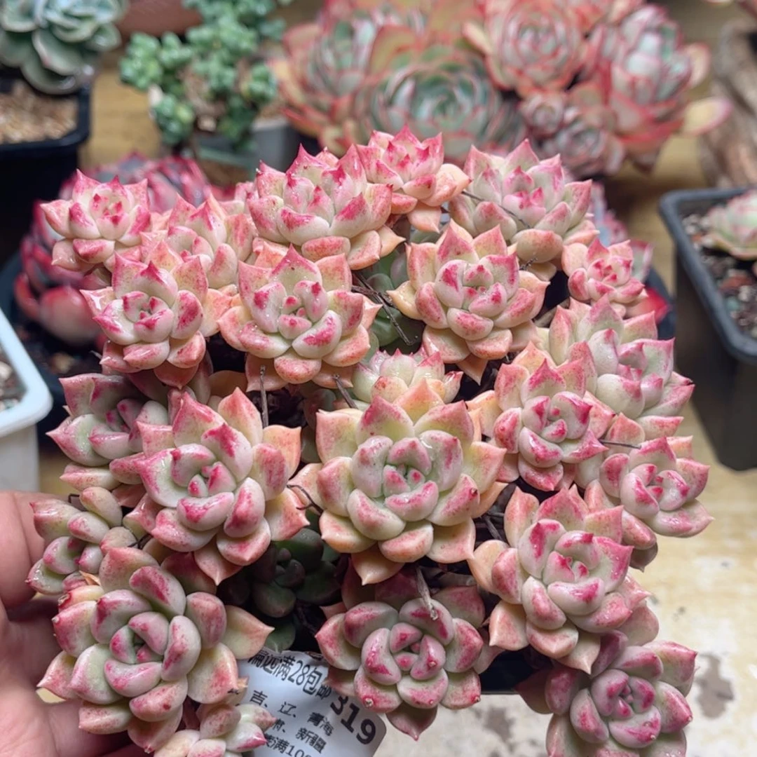 【闪购商品】319璀璨