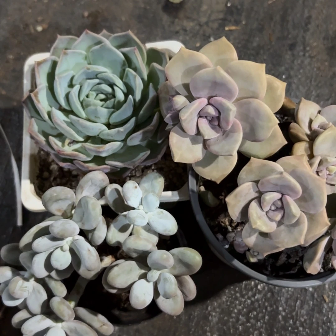 微***^三个啊啊啊啊