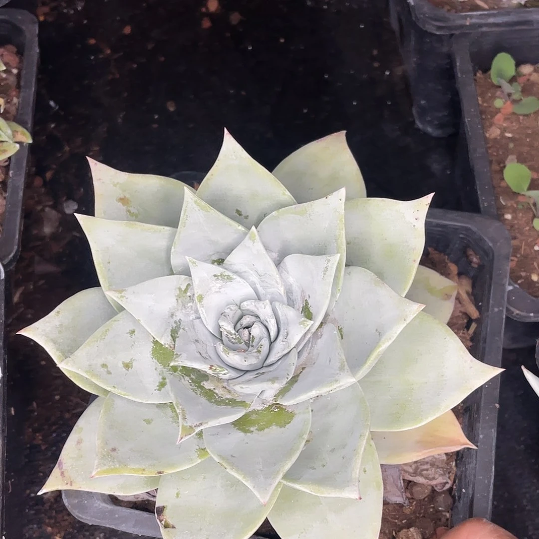 林*仪苹果叶雪山单头5287