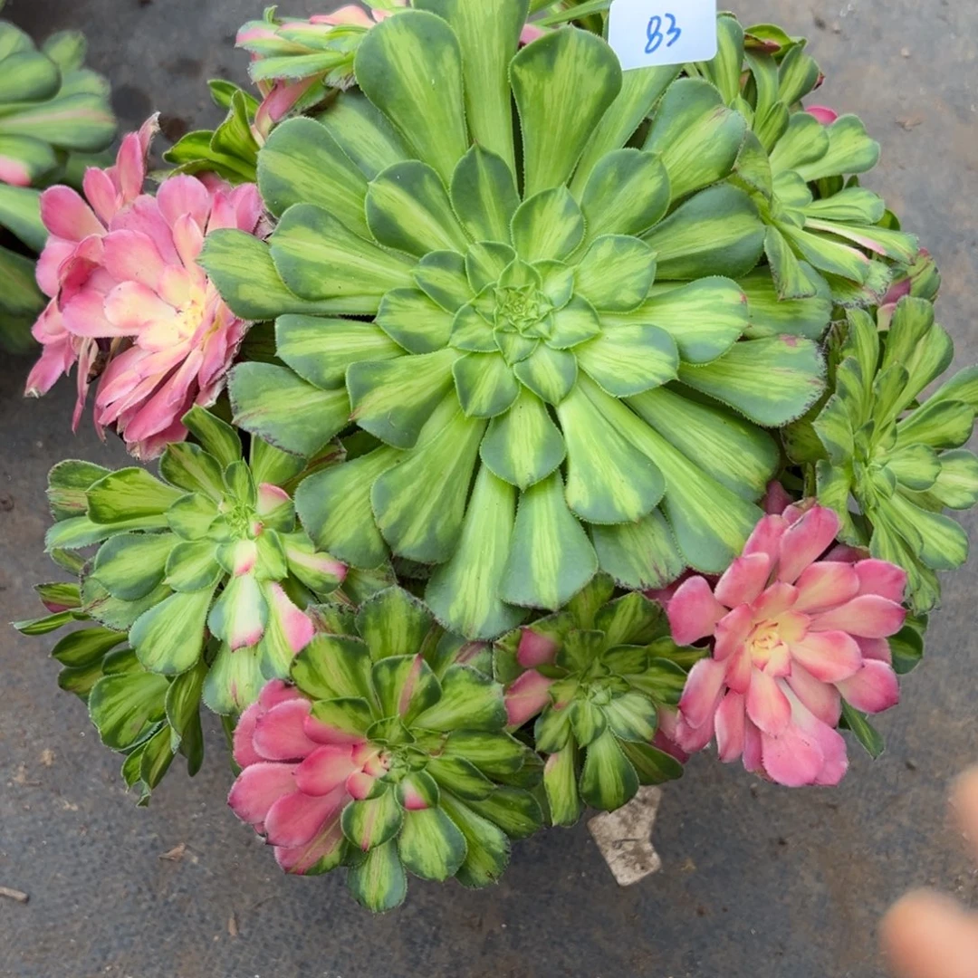 83知否多肉植物一