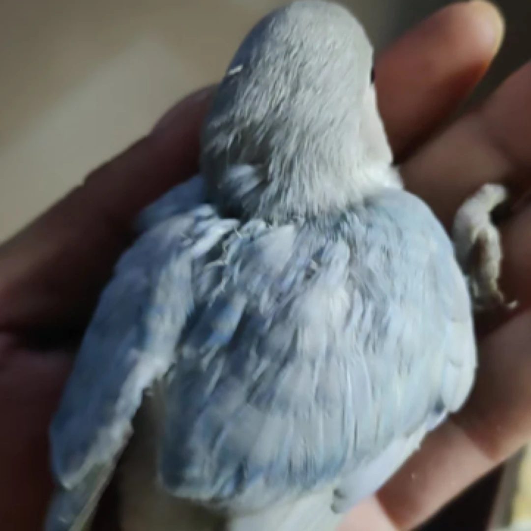 手养半毛牡丹鹦鹉