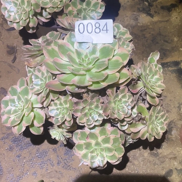 多肉植物断枝不包84云荷