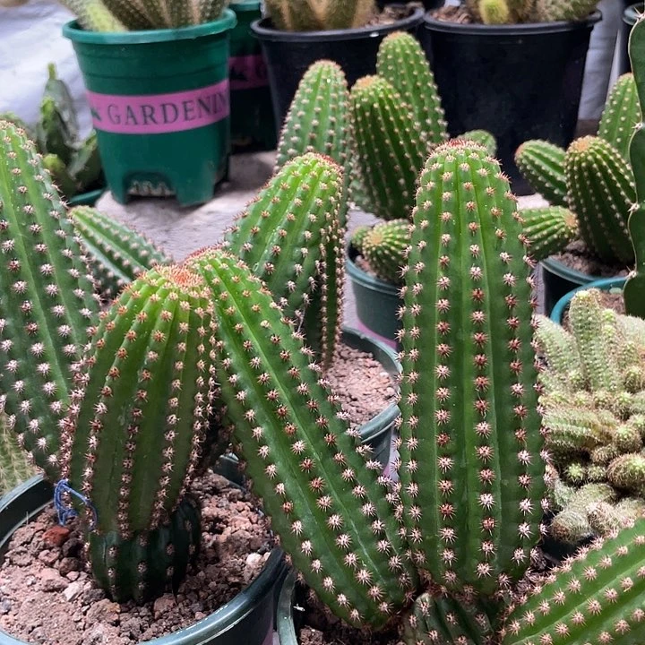 进口金妞金1多头保三四头