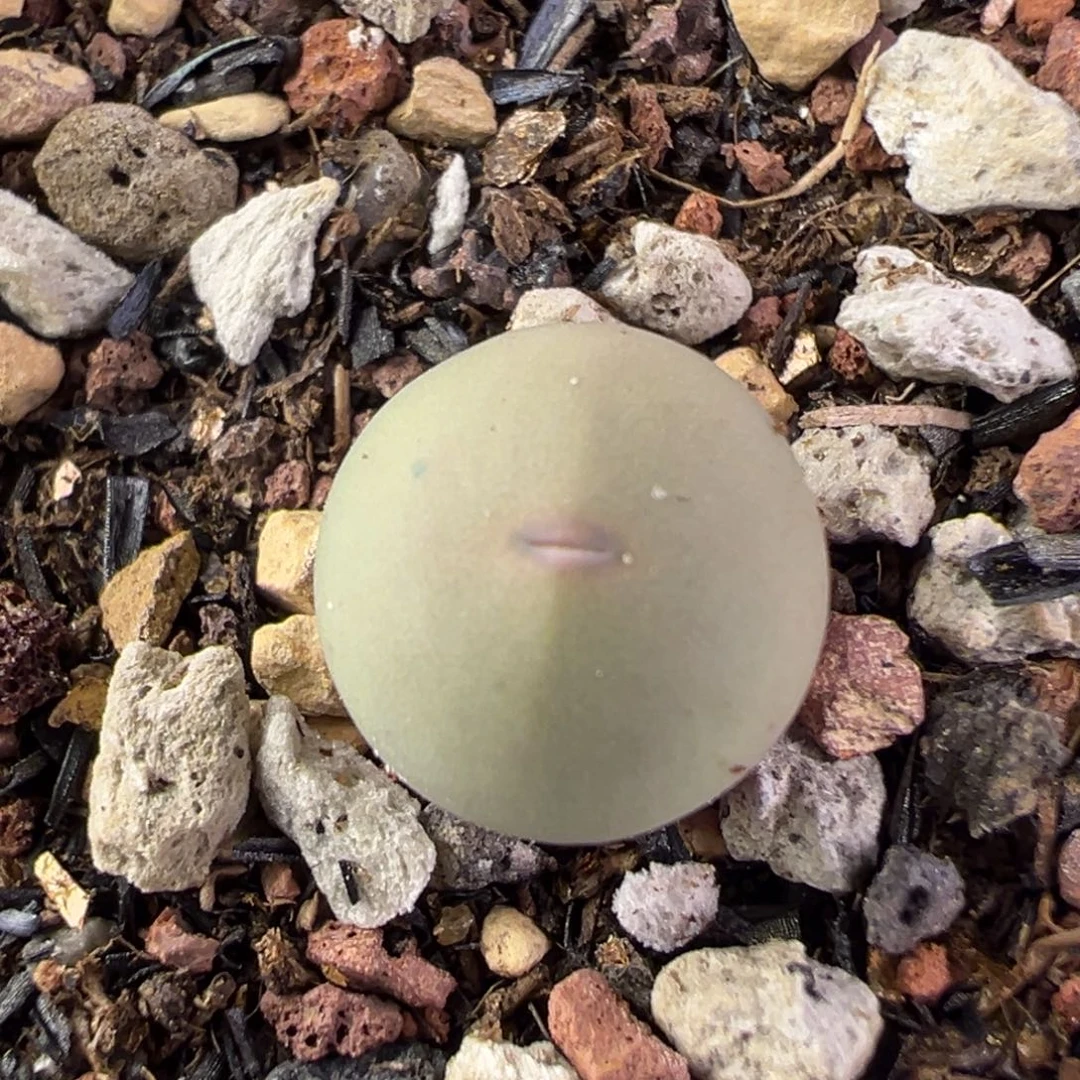 04v嘴小苗一物一拍