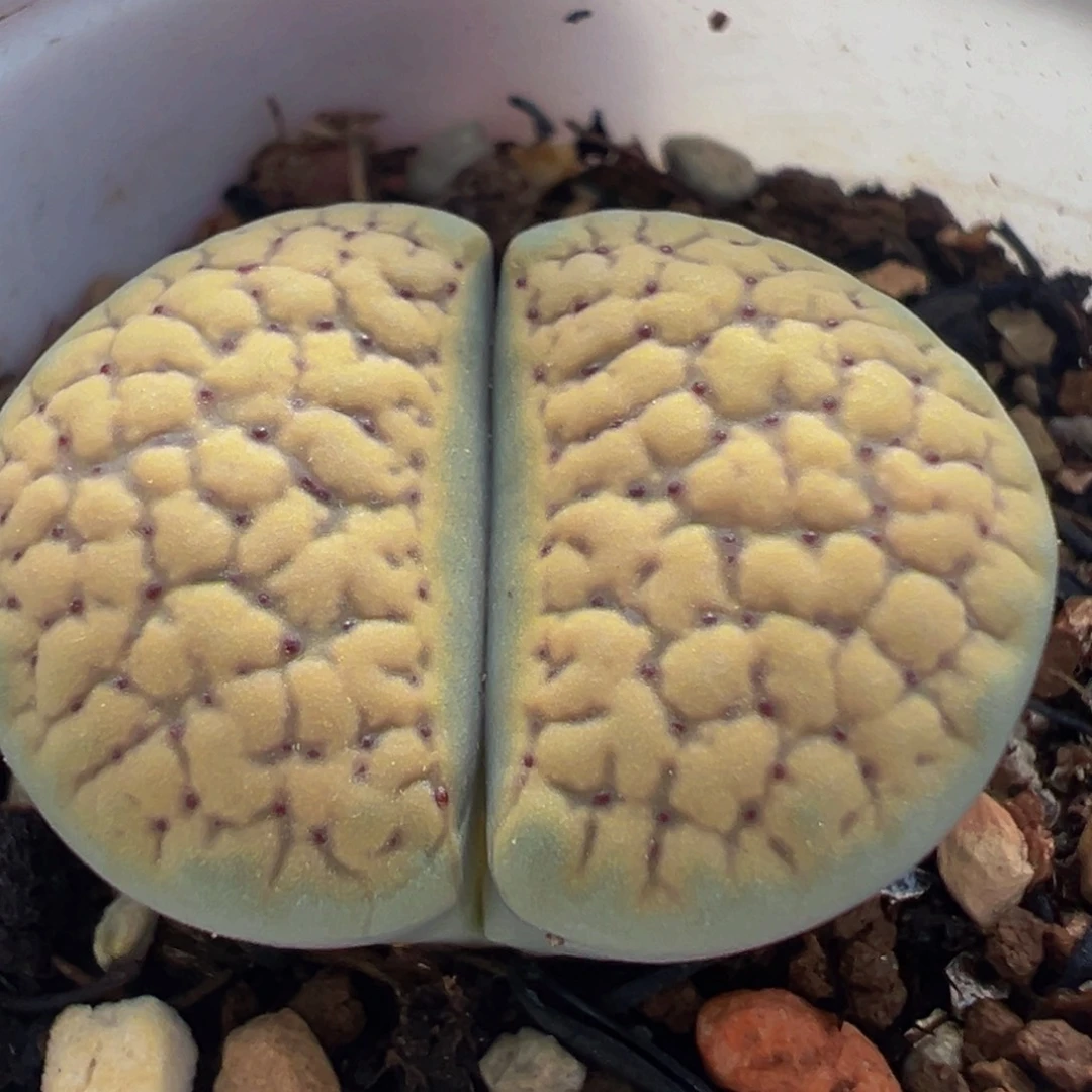 血点多肉带盆植物