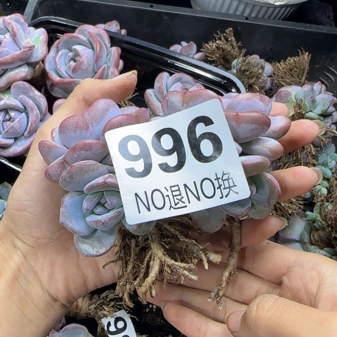 两颗一起一物一拍996